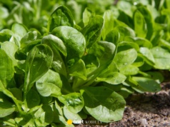 Październik to idealny czas na wysiew tej rośliny. Wspiera wzrok i opóźnia starzenie