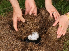 Jogurt na mrówkach. Naukowcy zbadali biologiczne podstawy działania tradycyjnego przepisu