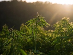 Coraz więcej konopi w polskich gospodarstwach – rozwój rynku i zmiany w przepisach
