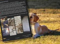 Wstrząsający przypadek w Kieźlinach! Pies zjadł mięso wypełnione gwoździami