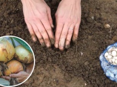 Trik na dorodną cebulę. Wystarczy, że posadzisz ją na taką głębokość