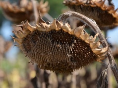 Żniwa słonecznikowe. Jakie są plony i ceny skupu?