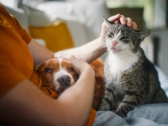 Nowy obowiązek dla właścicieli psów i kotów. Nieuważnych czekają kary