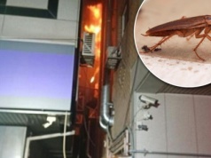 Jej sąsiadka próbowała zabić karalucha. Młoda mama nie żyje