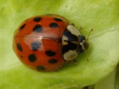 Biedronka azjatycka robi inwazję na Polskę. Oto, czym można ją odstraszyć
