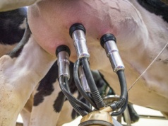 Ceny mleka we wrześniu 2025. GUS podał najnowsze dane