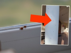 Leśnicy ostrzegają przed inwazyjnym owadem. "Mogą być niebezpieczne"