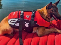 O psie, który wyczuwa śmierć. Męczy go to psychicznie