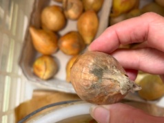 Nigdy nie trzymaj tego obok cebuli. Raz-dwa się popsuje