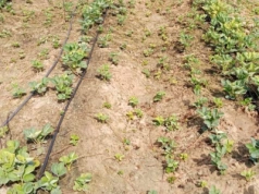 Ceny truskawek do mrożenia znów będą wysokie? Problemy Egiptu szansą dla polskich producentów