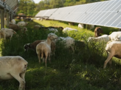 Agrowoltaika rośnie w siłę. Szansa dla rolników i klimatu