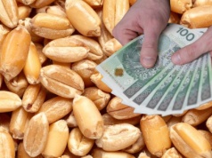 Ile dziś płacą za pszenicę w skupie? Szok na rynku zbóż!