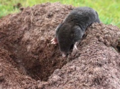 Kret uparcie niszczy twój ogród? Ten 1 zabieg zmusi go do ewakuacji