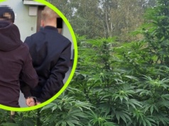 Narcos z Białej Podlaskiej. Plantacja była w lesie