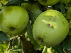 Maksymalne sumy ubezpieczenia 2026. Jakie stawki dla sadów i jagodowych?