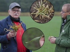 Mszyce rzucają się na zboża – jak zapobiegać chorobom wirusowym? Pogotowie polowe TAP