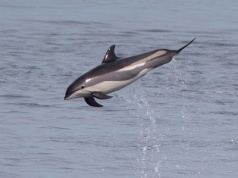 Delfiny w Atlantyku żyją coraz krócej