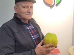 Ogromne jabłko z sandomierskiego. Mamy rekord Polski?