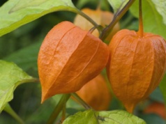 Ta roślina nazywana jest "chińskim lampionem". Trujące owoce łatwo pomylić