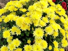 Wlej pod chryzantemy, a na 100% będą kwitły do mrozów