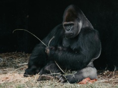 Znaleźli goryle w opuszczonym zoo. Nagranie wywołało burzę