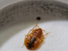 Pluskwy w podstawówce. Konieczne będzie zamknięcie szkoły