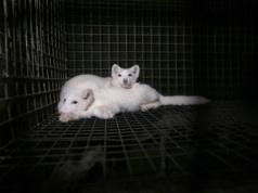 Walka o zakaz hodowli na futro trwa. Pytamy o wątpliwości, króliki i jego przyszłość