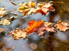 Pogoda na weekend | Mokro i jesiennie