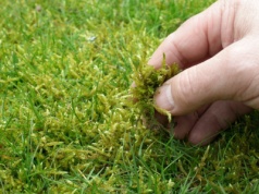 Zamiast wlewać do szklanki, wylej na trawnik. To najlepszy sposób na usunięciu mchu