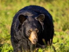 Niedźwiedź włamał się do zoo. Pracownik mówi, że sceny były zdumiewające