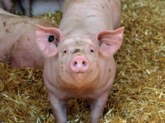 Aktualna cena żywej wagi tucznika szokuje hodowców