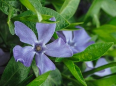 Zapomnij o chryzantemach. Ta roślina ozdobi nagrobek fioletowymi "gwiazdkami"