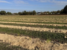 Gdzie borówka wymarzła, rośnie jagoda kamczacka – wyjątkowa plantacja łączy edukację i uprawę