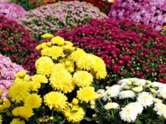 Wszystkich Świętych 2025. Tyle kosztują chryzantemy, Polacy sięgną głębiej do portfeli