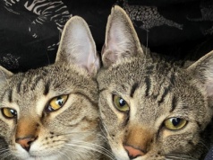 Właściciele kotów mają podatek do zapłaty. Inaczej 460 zł kary