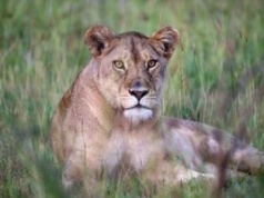 Straszniejsi niż lwy. Ich boją się bardziej na sawannie