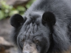 Tragedia po ataku niedźwiedzia. Jedna osoba nie żyje, cztery są ranne