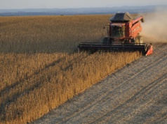 IGC: niewielkie zmiany w październikowej prognozie światowej produkcji soi