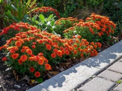 Twoje chryzantemy zakwitną jak nigdy wcześniej. Wystarczy podlać jej "koktajlem mocy"