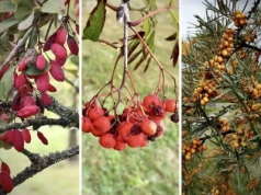 Te rośliny ozdobią ogród i dadzą owoce. Sprawdź, co warto posadzić jesienią