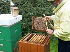 Już ruszył nabór wniosków o wsparcie dla pszczelarzy