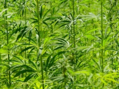 Dlaczego warto uprawiać konopie włókniste? Nowe przepisy i dane