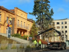 Wycinka drzewa przy bibliotece w centrum Olsztyna. Co się stało z okazałym świerkiem?