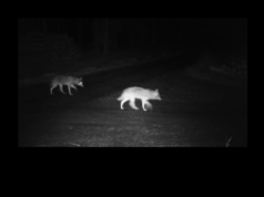 Niezwykłe nagranie leśników. Widać całą watahę