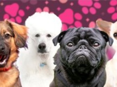 Świętuj Dzień Kundelka razem z Pudelkiem i sprawdź, którym psiakiem jesteś (PSYCHOTEST)