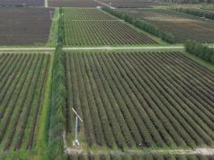 Peruwiańskie „niebieskie złoto” zalewa światowe rynki