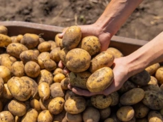 Ten kraj zalewa Polskę ziemniakami. Zarobił już ponad 130 mln zł
