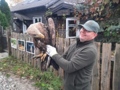 Orzeł bielik złamał skrzydło. Ptak uratowany przez strażników z Inowrocławia