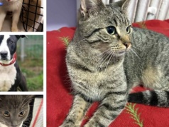 Zagubione kociaki poszukują swoich domów. Rozpoznajesz je?