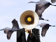 Niemcy biją alarm. Wybili 15 tysięcy ptaków z powodu ptasiej grypy